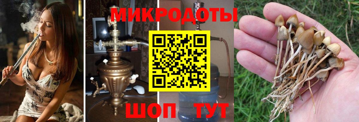 Псилоцибиновые грибы Psilocybine cubensis  Вход с VPN  Петропавловск-Камчатский 